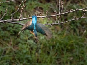 田古知川散歩2020.12.29