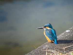 田古知川散歩2020.12.30