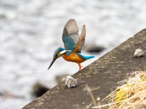 田古知川散歩2020.12.31