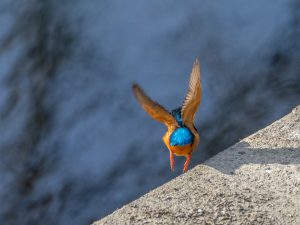 田古知川カワセミ2021.1.3