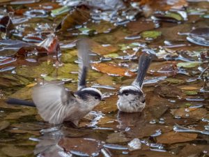 エナガの水浴び2021.1.4