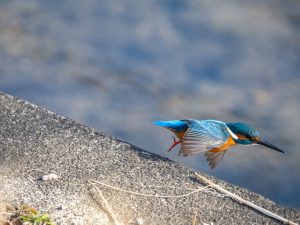 カワセミ、ジョウビタキなど2021.1.6