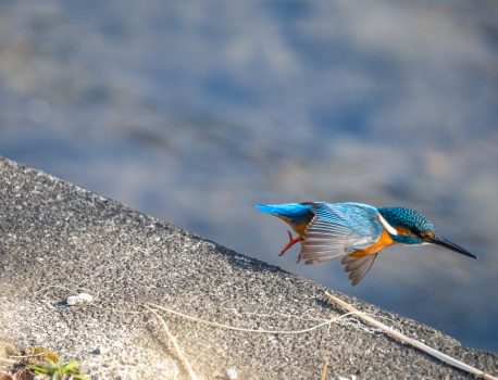カワセミ、ジョウビタキなど2021.1.6