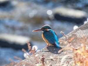 カワセミ　雄と雌 2021.1.8