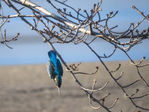 氷点下の朝のカワセミ 2021.1.8