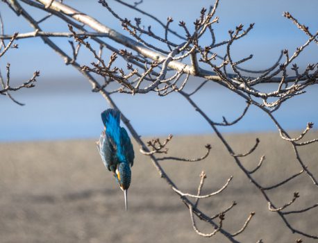 氷点下の朝のカワセミ 2021.1.8