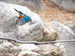 定点で野鳥観察 2021.1.11