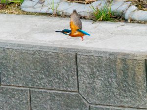 野鳥観察　2021.1.14