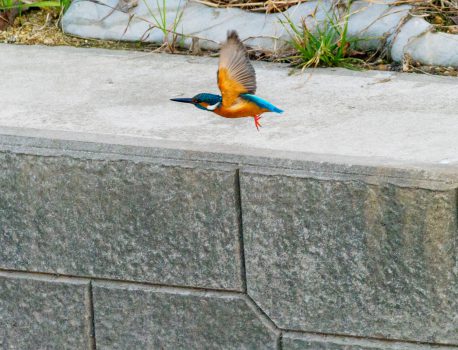 野鳥観察　2021.1.14