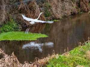 野鳥観察 2021.1.17