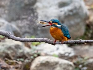 野鳥観察青少年の森　2021.1.17