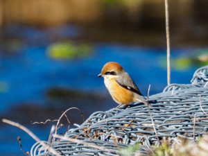 野鳥観察　2021.1.18