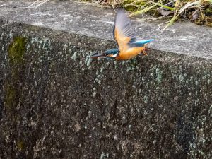 野鳥観察　2021.1.26