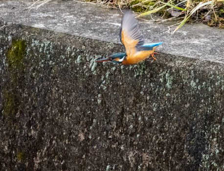 野鳥観察　2021.1.26