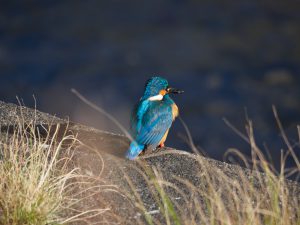 野鳥観察　カワセミ 2021.1.29