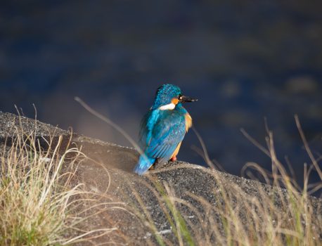 野鳥観察　カワセミ 2021.1.29