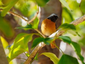 野鳥観察　2021.1.30