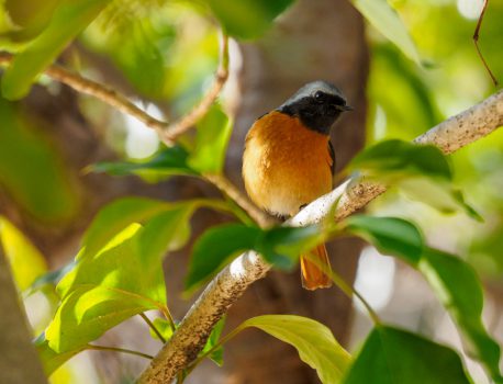 野鳥観察　2021.1.30