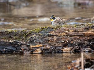 野鳥観察　県民の森　2021.1.31