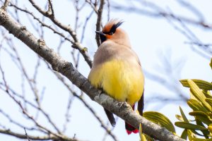 野鳥撮影システムを刷新
