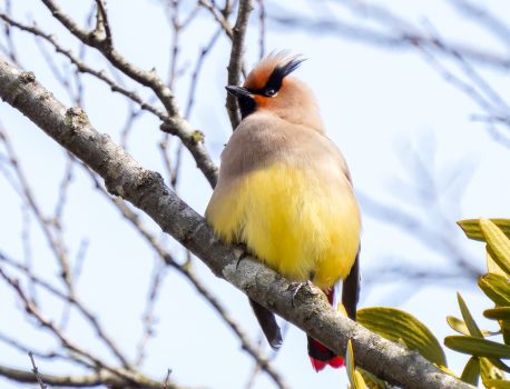 野鳥撮影システムを刷新