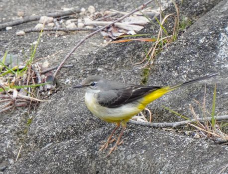 野鳥観察　岸岡　キセキレイ　2021.2.13