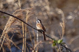 野鳥観察　キセキレイ　2021.2.14