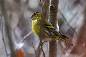 野鳥観察　県民の森　マヒワ　2021.2.16