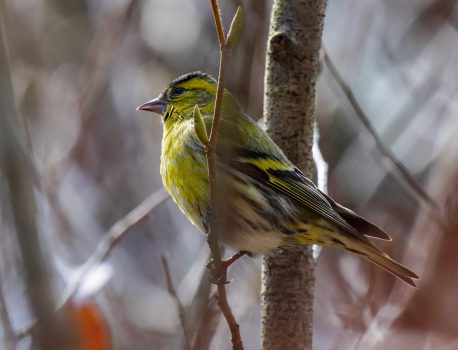 野鳥観察　県民の森　マヒワ　2021.2.16