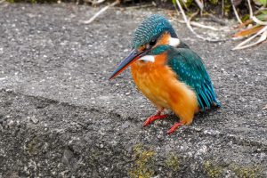 野鳥観察　４日ぶりのカワセミ