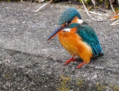 野鳥観察　４日ぶりのカワセミ