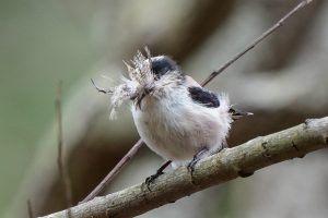 野鳥観察　エナガの巣作り 2021.2.17