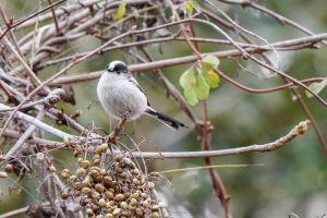 野鳥観察　里山　コゲラ　2021.2.18