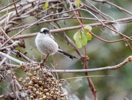 野鳥観察　里山　コゲラ　2021.2.18