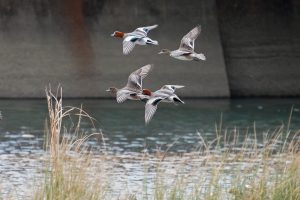 野鳥観察　河口と里山 2021.2.19