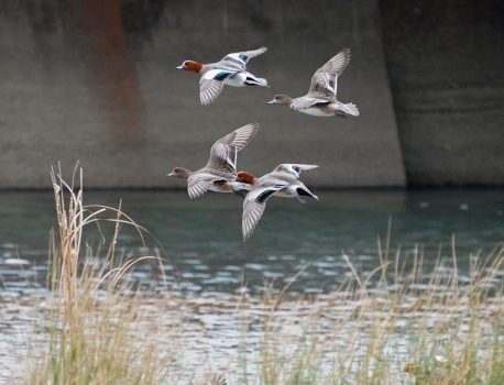 野鳥観察　河口と里山 2021.2.19