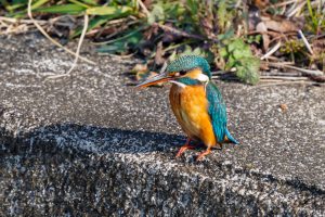 野鳥観察　里山、小川　エナガ　2021.2.20 21