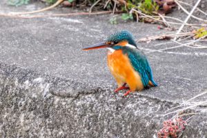 野鳥撮影機材α7RⅣ　SEL200-600mm＋T14