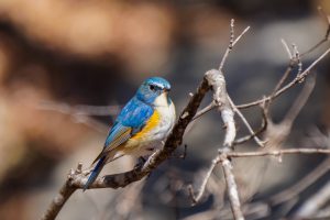 野鳥観察　県民の森　ルリビタキ　2021.2.25