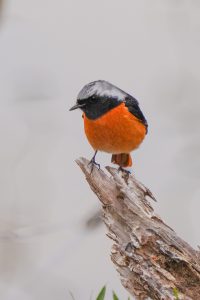 野鳥観察　カワセミ　2021.2.26