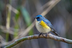 野鳥観察　県民の森　2021.2.8