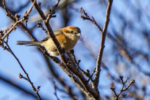 野鳥観察　岸岡 2021.2.10