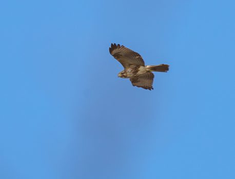 野鳥観察　岸岡　2021.2.11