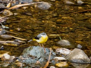 野鳥観察　中の川上流2021.2.1
