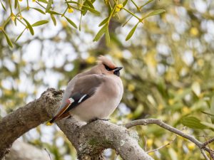 野鳥観察　県民の森、他 2021.2.3