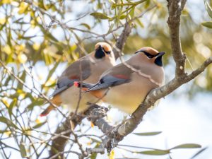 野鳥観察　県民の森、他　2021.2.4