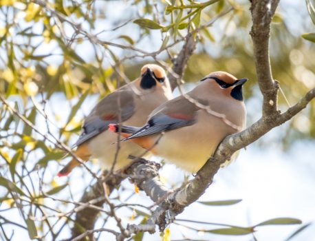 野鳥観察　県民の森、他　2021.2.4