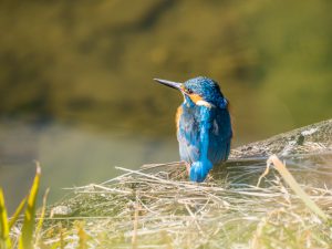 野鳥観察　近所のカワセミ2021.2.5