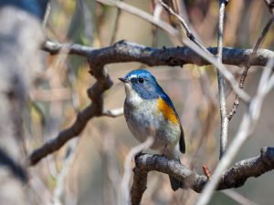野鳥観察　県民の森　2021.2.6