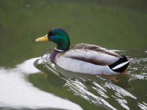野鳥観察　カワセミ 2021.2.7